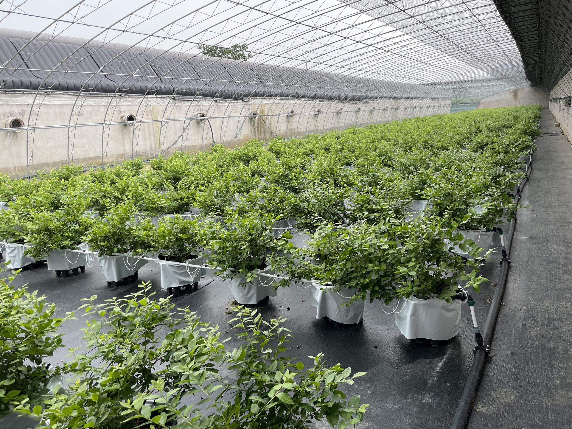 蓝莓设施种植场景