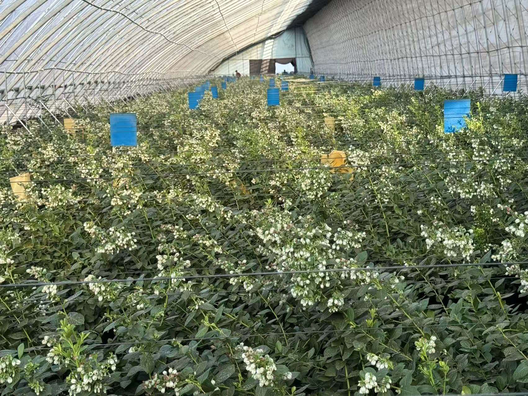 蓝莓种植中的水肥一体化技术应用
